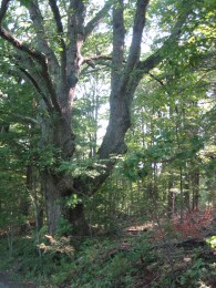 ethical business leaders respect ideas 